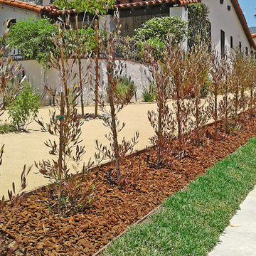 Hedge Plants--Hopseed