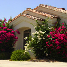 plants