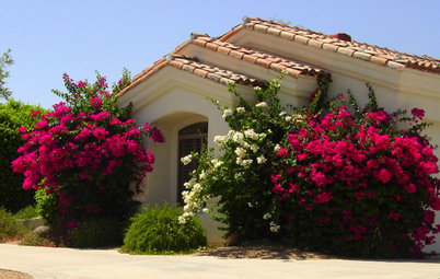 Great Design Plant: Sun-Loving Bougainvillea Showers Yards With Color