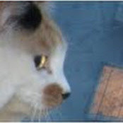 Xi Li's photo