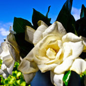Mary Daily's photo