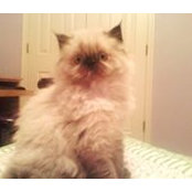 Carol Lana's photo