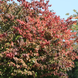 Trees With Outstanding Autumn Colour - Products