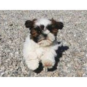 Michelle Lorenz Devenuti's photo