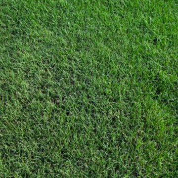 Tiff 419 Bermuda Grass