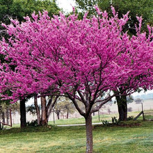 Deep Roots Landscape Plan