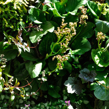 Dettaglio del verde verticale