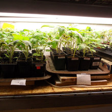 Seedlings