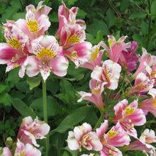 Garden plants