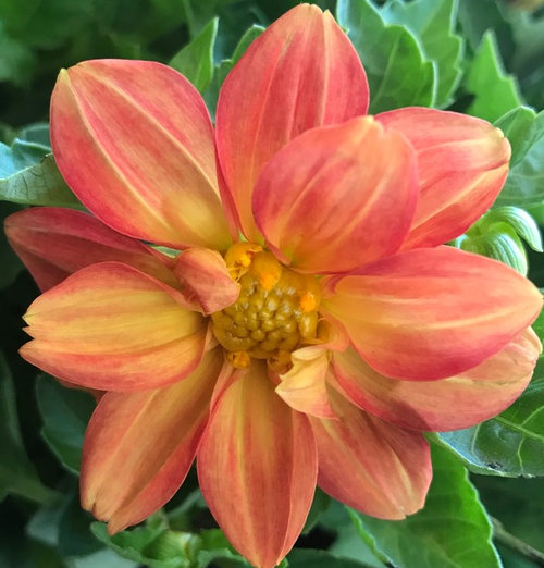 Dahlia plant height