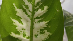 tea tree oil with lavender Organic Lavender Tea Tree Oil main image 0