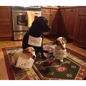 Jo-Anne Atwell's photo