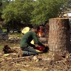 Houston Tree Pros