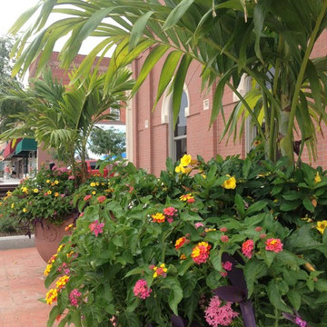Summer Containers
