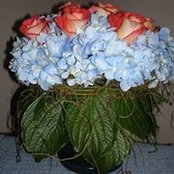 Adela Belcastro's photo