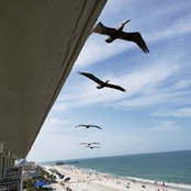 Brian Van-hove's photo