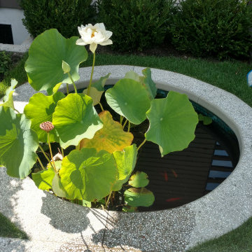 Koi Ponds