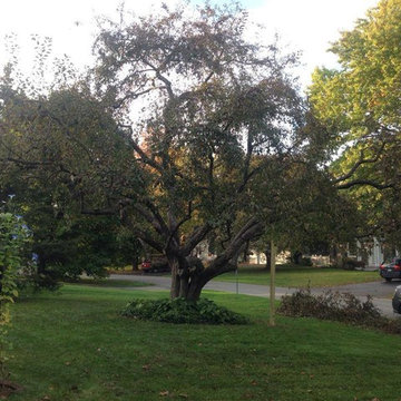 Expert Hand Pruning