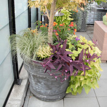 plantas
