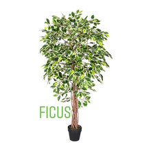 Plant Wishlist