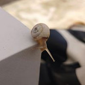 Photo de Leonardo Gibo Senter