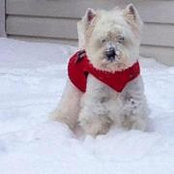 Patti H Scraps's photo