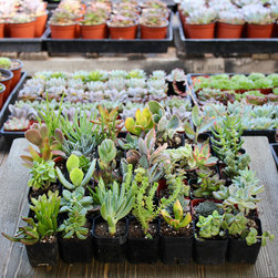 Assorted Succulent Packs - Products