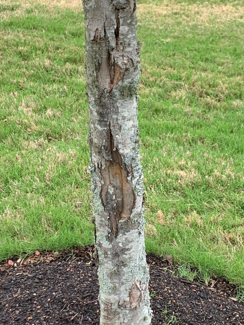 Missing bark on tree