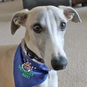 Beth Lippert's photo