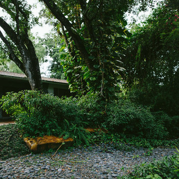 South Florida Rainforest