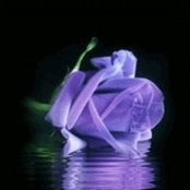 Angela Froneberger's photo