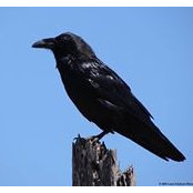 Joe Tipton's photo
