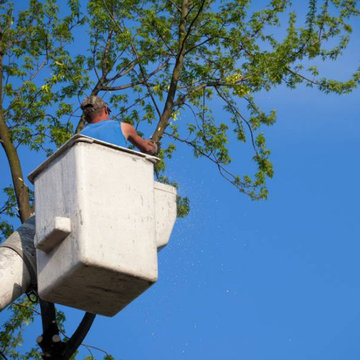Cape Cod Tree Removal Services
