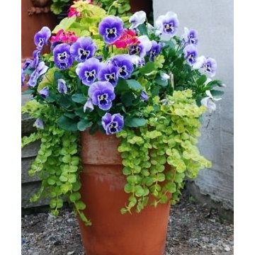 Flower Pots, Hanging Baskets, and Window Boxes