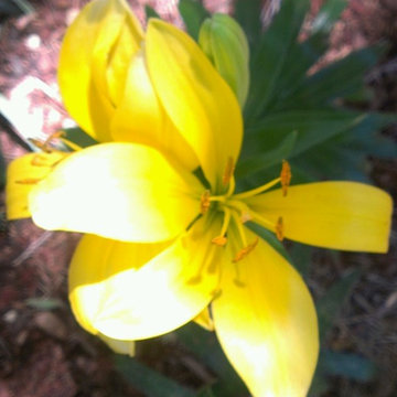 Expanding the Garden in 2013-14 (Edible Lilies)