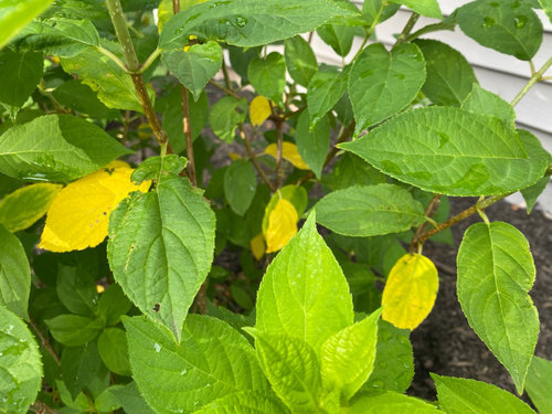 Limelight hydrangea leaves yellowing