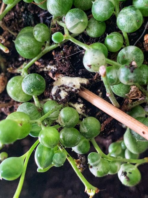 String of pearls