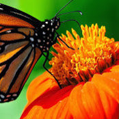 Samantha Wojciak's photo