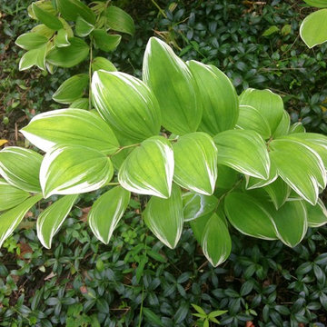 Variegated Solomon Seal