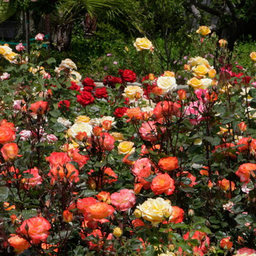 Fair Oaks, CA Rose Garden
