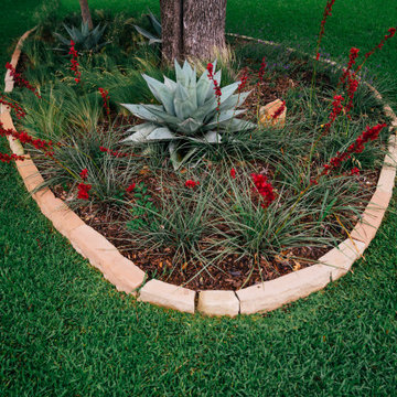 Agave & Yucca Showstoppers