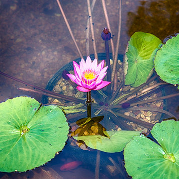 Torrey Village Pond