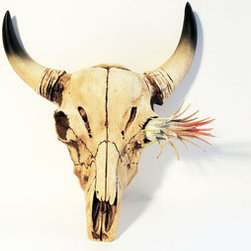 One Eye Taxidermy and Air Plant - Wall Sculptures
