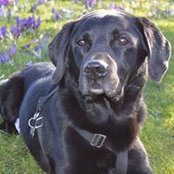 Sandy Gaber-Ramsay's photo