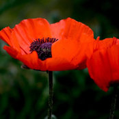 Sherri Goodman's photo