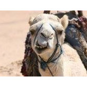 Charles Wellso's photo