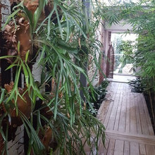 Green Walls