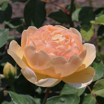 Garden Plants