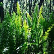 Sara Ivines's photo