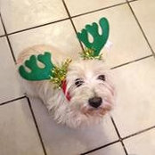 Gina Ferrera's photo